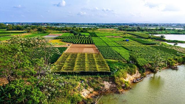 Mưu sinh trên sông Trà: Nương phù sa mà sống, theo con nước mà đi- Ảnh 1.