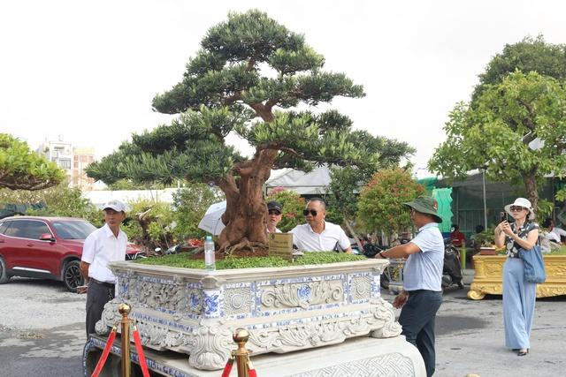 Cây cảnh giá tiền tỉ, dáng độc lạ hút khách tại festival ở TP.HCM- Ảnh 5.