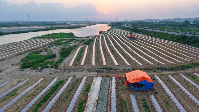Mưu sinh trên sông Trà: Đời nông dân 'du mục'- Ảnh 4.