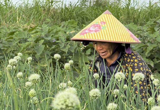 Mưu sinh trên sông Trà: Nương phù sa mà sống, theo con nước mà đi- Ảnh 6.