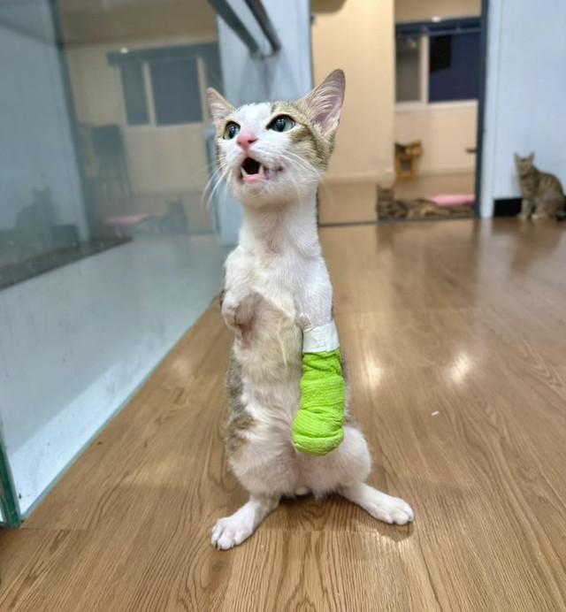 Chú mèo cụt 2 chân trước vẫn sống tốt, được chủ cưu mang, chăm sóc đặc biệt - Ảnh 1.