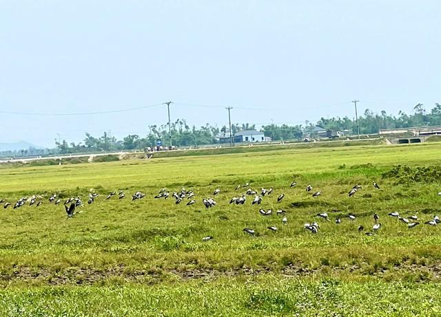 Loài chim quý hiếm trong Sách đỏ Việt Nam xuất hiện ngoài đồng, người dân tò mò - Ảnh 3.