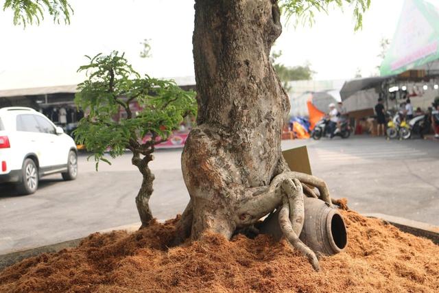 Cây cảnh giá tiền tỉ, dáng độc lạ hút khách tại festival ở TP.HCM- Ảnh 4.