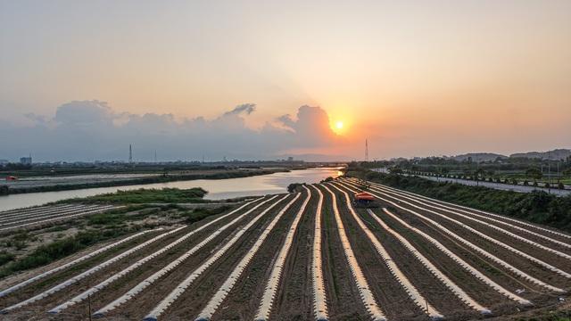 Mưu sinh trên sông Trà: Đời nông dân 'du mục'- Ảnh 7.
