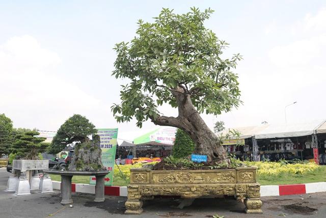Cây cảnh giá tiền tỉ, dáng độc lạ hút khách tại festival ở TP.HCM- Ảnh 1.