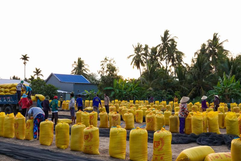 Đội nắng vác lúa mùa gặt, lao động miền Tây 'ai mệt thì anh em đỡ cho'- Ảnh 1.