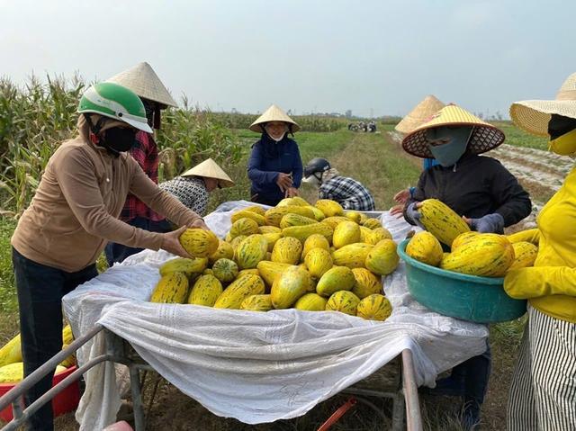 Chung sức bán 10 tấn dưa giúp người phụ nữ bị gãy chân - Ảnh 1.