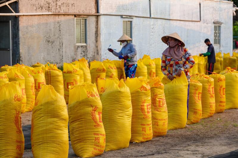 Đội nắng vác lúa mùa gặt, lao động miền Tây 'ai mệt thì anh em đỡ cho'- Ảnh 9.