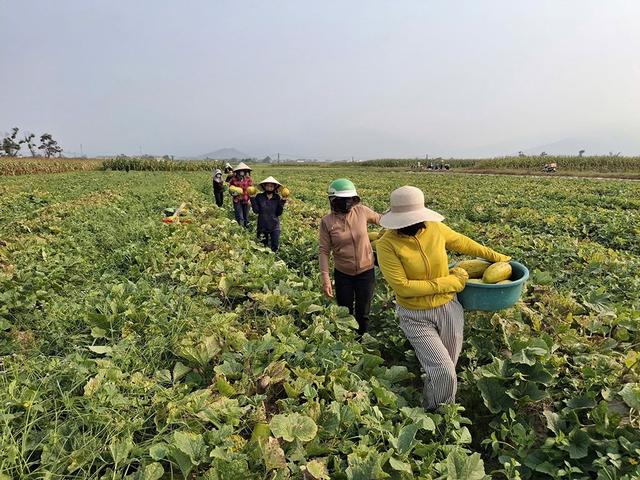 Chung sức bán 10 tấn dưa giúp người phụ nữ bị gãy chân - Ảnh 4.