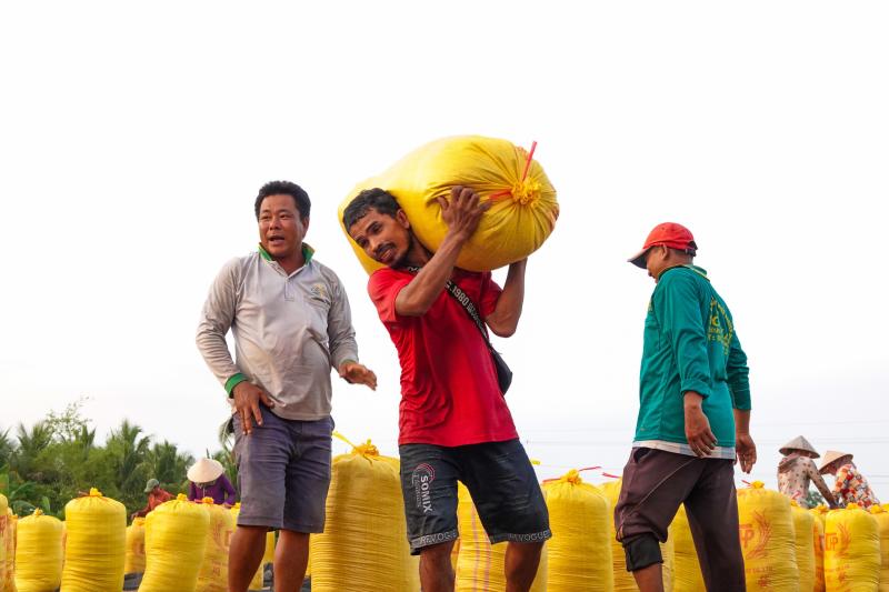 Đội nắng vác lúa mùa gặt, lao động miền Tây 'ai mệt thì anh em đỡ cho'- Ảnh 5.