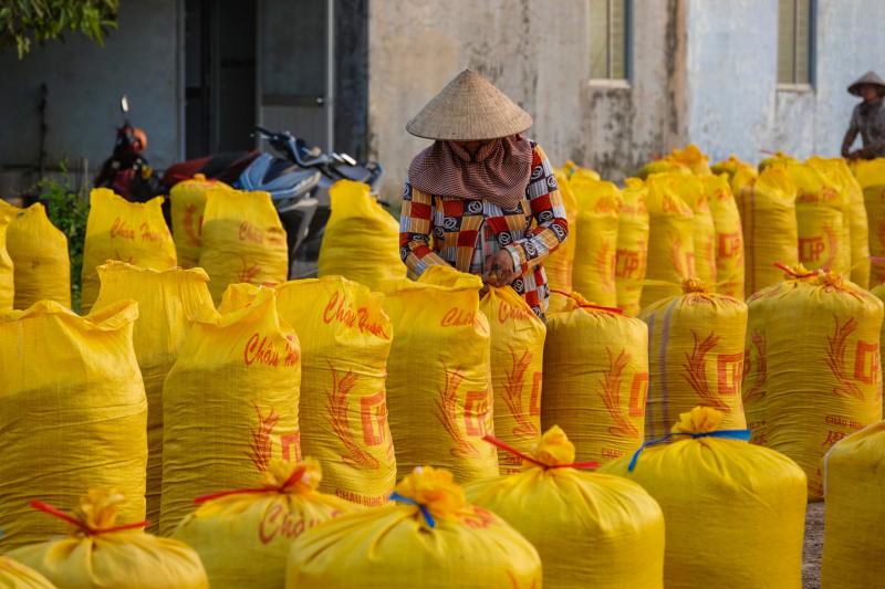 Đội nắng vác lúa mùa gặt, lao động miền Tây 'ai mệt thì anh em đỡ cho'- Ảnh 6.