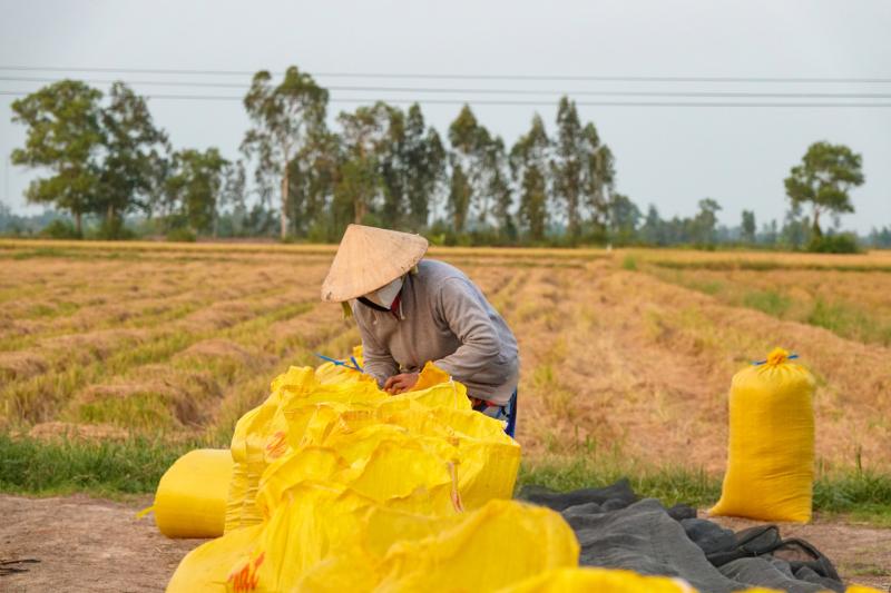 Đội nắng vác lúa mùa gặt, lao động miền Tây 'ai mệt thì anh em đỡ cho'- Ảnh 7.