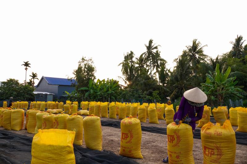 Đội nắng vác lúa mùa gặt, lao động miền Tây 'ai mệt thì anh em đỡ cho'- Ảnh 8.