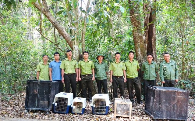 Thả về rừng con rắn hổ mang chúa cực độc bò vào bệnh viện ở Đắk Lắk  - Ảnh 2.
