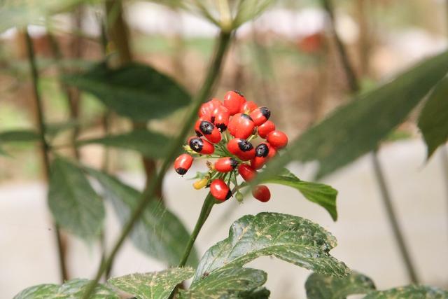 THACOđề xuất đầutư hàng nghìn hecta trồng sâm Ngọc Linh, hướng tới chuỗi giá trị toàn cầu   - Ảnh 1.