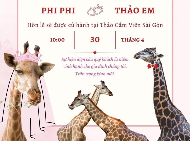 Lễ thành hôn hươu cao cổ ở Thảo Cầm Viên, làm sao biết chúng ưng nhau? - Ảnh 1.