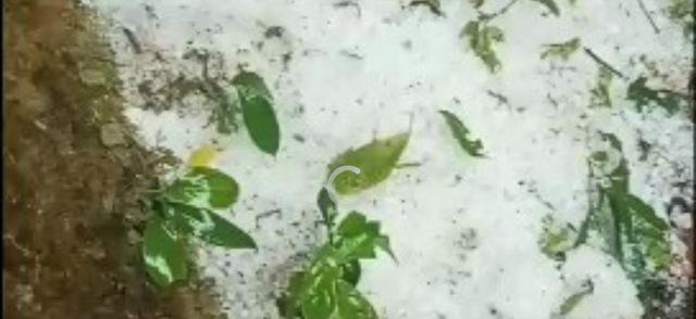 Mưa đá gây thiệt hại nặng sâm Ngọc Linh và hoa màu phía tây Quảng Ngãi - Ảnh 2.