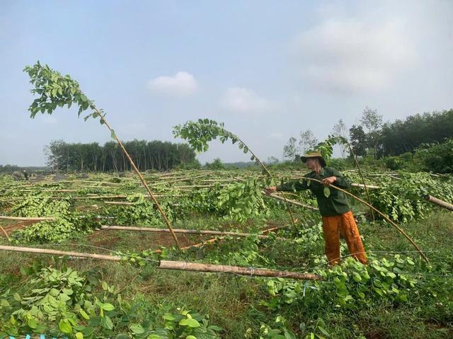 Mưa lớn ở Đồng Nai kèm lốc xoáy làm gãy đổ 2.800 trụ tiêu, sầu riêng- Ảnh 1.
