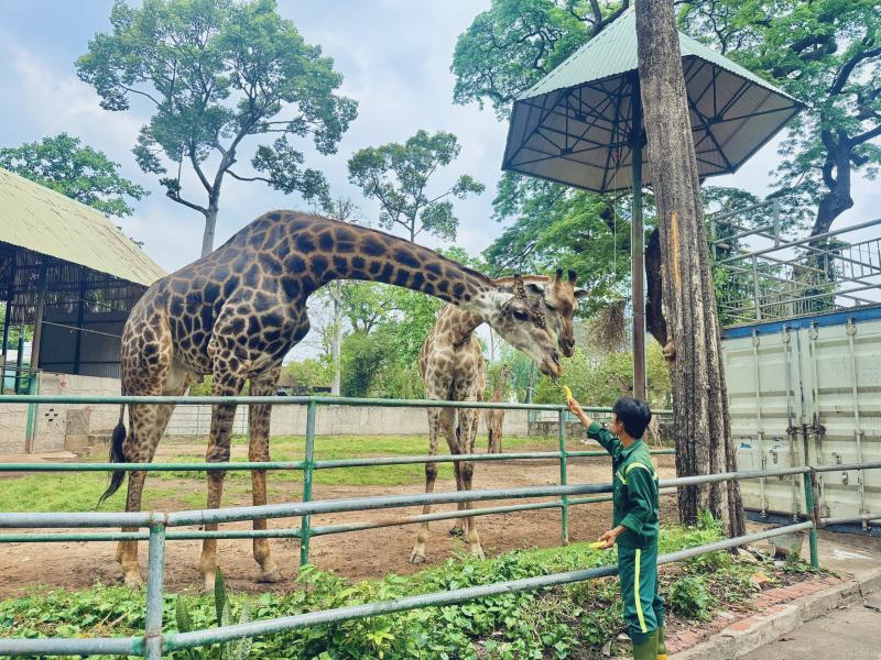 Đổ xô đi xem ‘lễ thành hôn' hươu cao cổ ở Thảo Cầm Viên Sài Gòn - Ảnh 8.