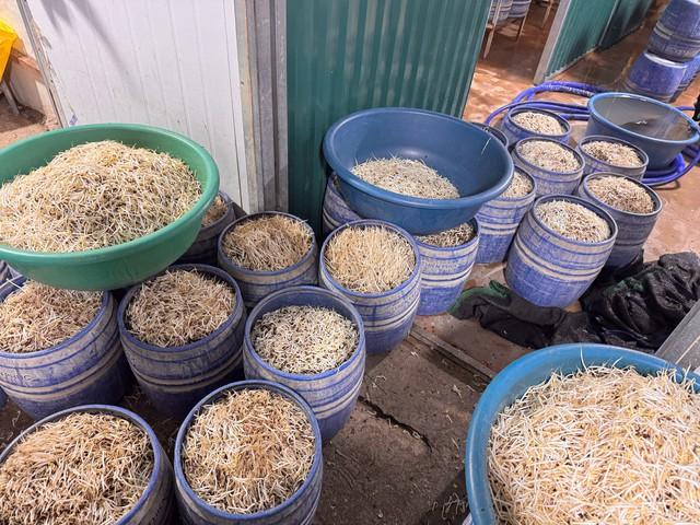 Khởi tố 2 bị can dùng chất cấm sản xuất giá đỗ ở Quảng Ninh- Ảnh 3.