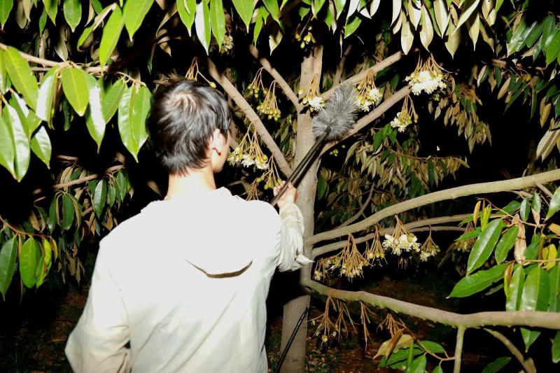 Thụ phấn sầu riêng ở Đắk Lắk: Nghề truyền thống giữ 'mùa vàng' cho nông dân - Ảnh 5.