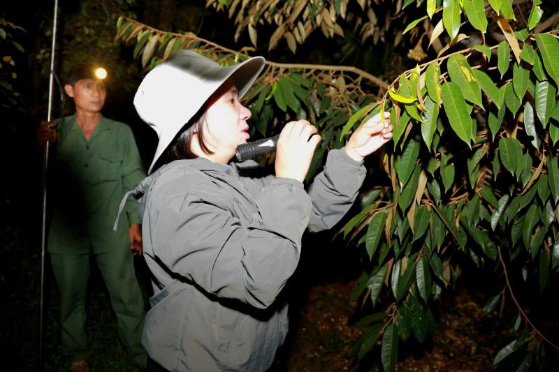 Thụ phấn sầu riêng ở Đắk Lắk: Nghề truyền thống giữ 'mùa vàng' cho nông dân - Ảnh 3.