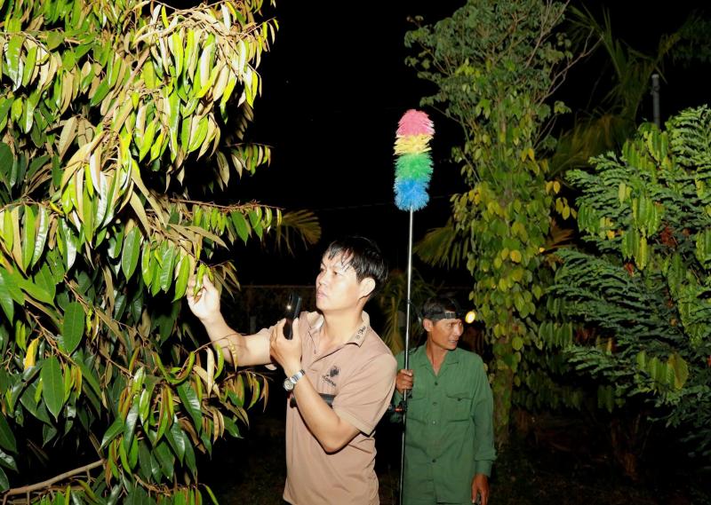 Thụ phấn sầu riêng ở Đắk Lắk: Nghề truyền thống giữ 'mùa vàng' cho nông dân - Ảnh 2.