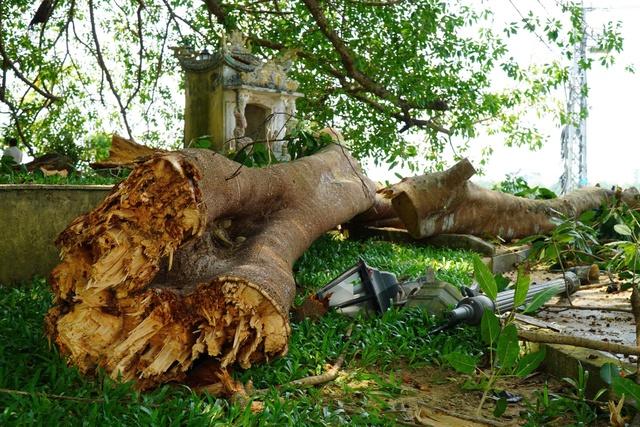 Nhánh cây đa trăm tuổi gãy đổ, hàng chục người tập trung bên dưới hú vía- Ảnh 1.