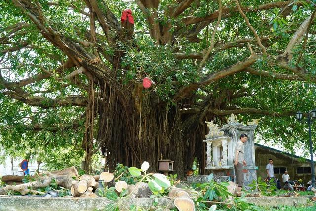Nhánh cây đa trăm tuổi gãy đổ, hàng chục người tập trung bên dưới hú vía- Ảnh 4.