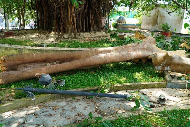 Nhánh cây đa trăm tuổi gãy đổ, hàng chục người tập trung bên dưới hú vía- Ảnh 2.