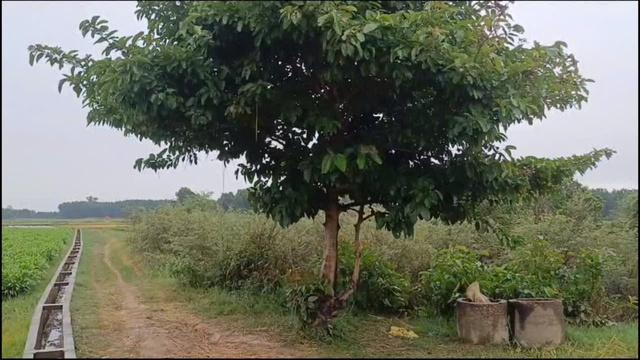 Người đàn ông bị sét đánh tử vong khi đang chở lúa ngoài đồng - Ảnh 1.