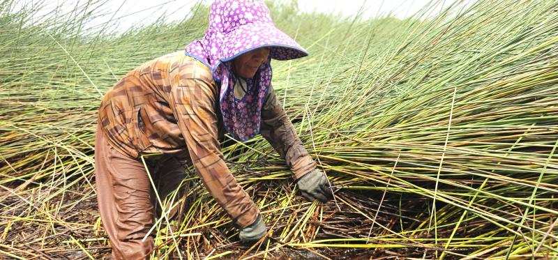 Cỏ Bàng Đức Lập: Nhọc Nhằn nghề cắt cỏ bàng Thuê - Ảnh 1.