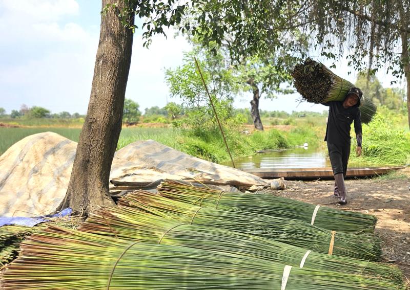 Cỏ Bàng Đức Lập: Nặng lòng với cánh đồng bàng - Ảnh 9.