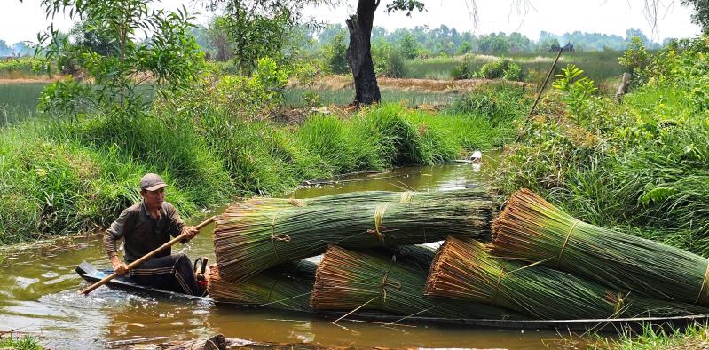 Cỏ Bàng Đức Lập: Nặng lòng với cánh đồng bàng - Ảnh 8.