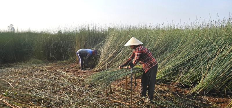 Cỏ Bàng Đức Lập: Nặng lòng với cánh đồng bàng - Ảnh 1.