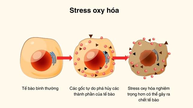 Kiểm soát môi trường vết thương: ‘Chìa khóa vàng’ kiến tạo kết quả thẩm mỹ tối ưu - Ảnh 2.