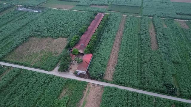 Thịt bẩn tung hoành qua lỗ hổng kiểm dịch: Thâm nhập lò mổ 'chui'- Ảnh 5.
