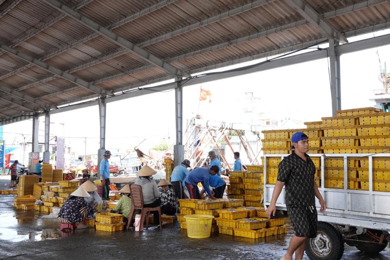 Nhịp sống ở cảng cá Trần Đề: Người bốc xếp, vá lưới tất bật theo mùa cá - Ảnh 4.