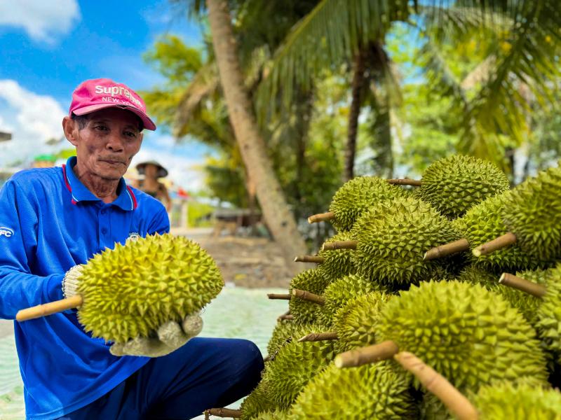 Bí quyết giúp nông dân trồng sầu riêng giữ giá ổn định  - Ảnh 5.