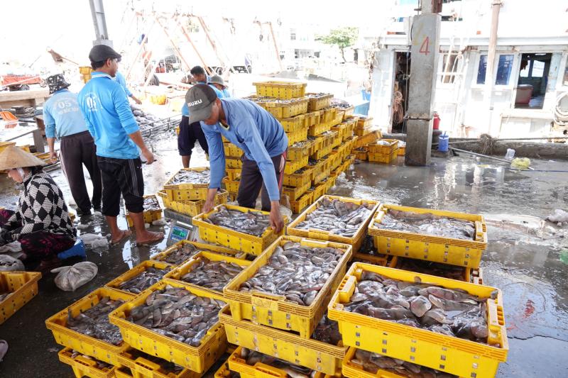 Nhịp sống ở cảng cá Trần Đề: Người bốc xếp, vá lưới tất bật theo mùa cá - Ảnh 6.