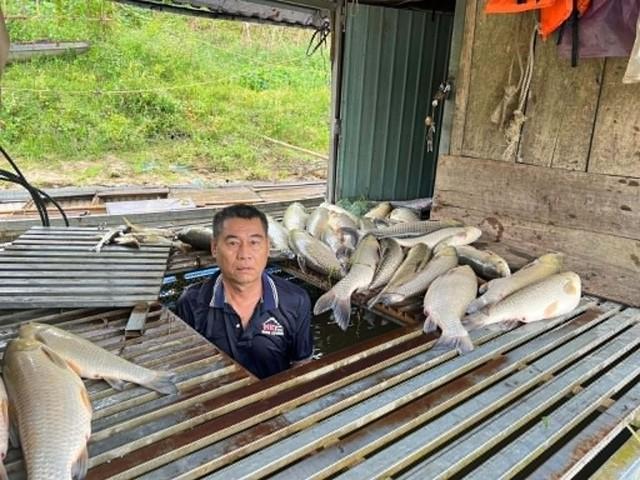 Hàng tấn cá nuôi chết bất thường sau sự cố sét đánh thủng bể chứa mật  - Ảnh 1.