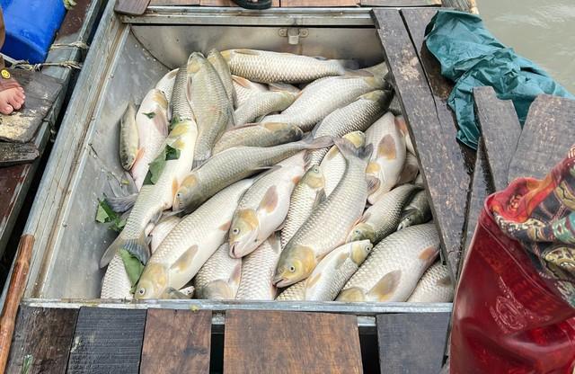 Hàng tấn cá nuôi chết bất thường sau sự cố sét đánh thủng bể chứa mật  - Ảnh 2.