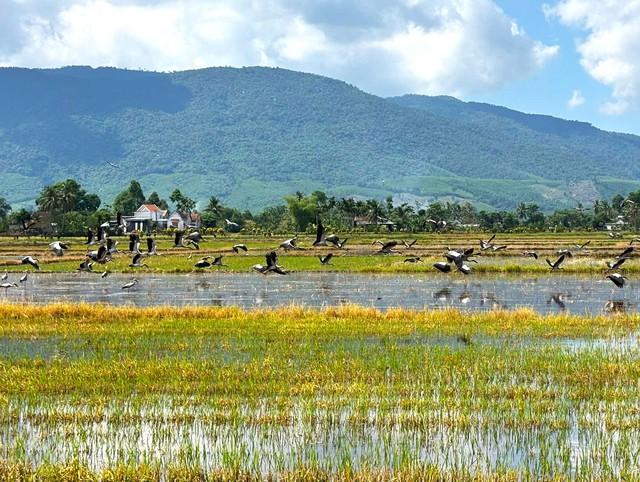 Cảnh tượng hiếm gặp: Cò nhạn sách Đỏ kéo đàn về cánh đồng Đắk Lắk- Ảnh 2.