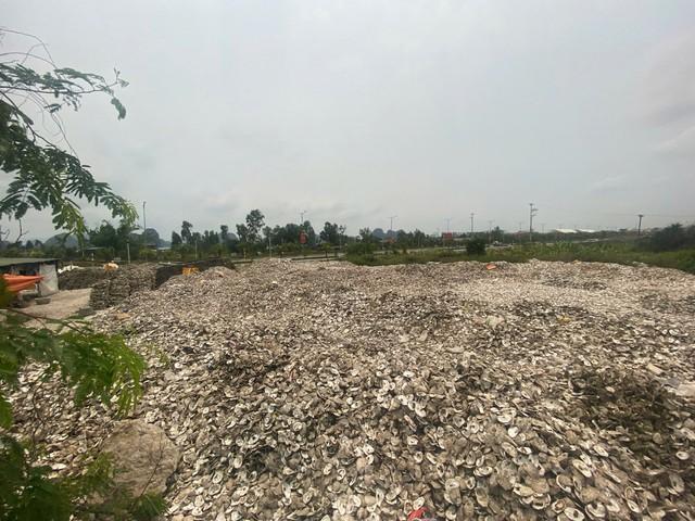 Khởi tố bị can suốt 5 năm đỏ vỏ hàu trái phép - Ảnh 1.