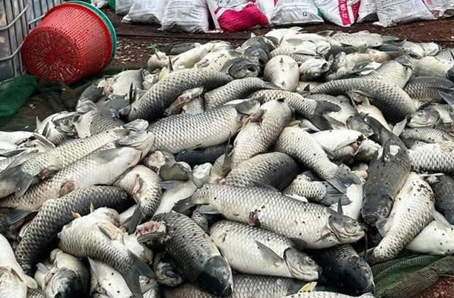 Cá bè trên hồ Trị An bất ngờ chết hàng loạt - Ảnh 2.