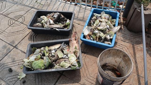 Đồng Nai: Tìm nguyên nhân tình trạng cá chết trên lòng hồ thủy lợi Phước Hòa - Ảnh 2.