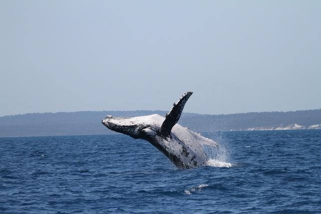 Whale of a time: Humpbacks set new distance record - Ảnh 1.
