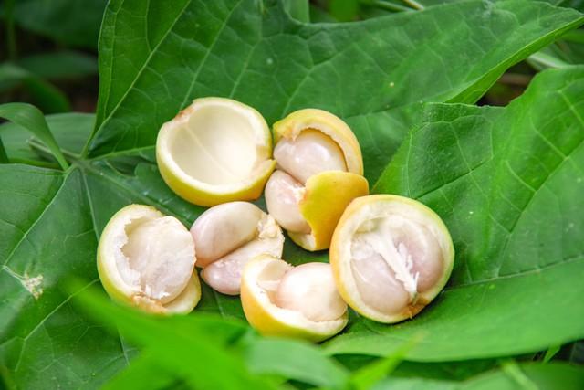 Rực rỡ mùa dâu núi Cấm- Ảnh 10.