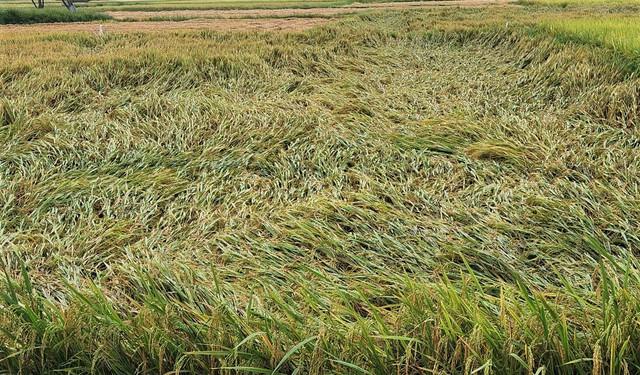 Hà Tĩnh: Gần 5.900 ha lúa xuân bị 'quật ngã' sau đêm dông lốc, mưa đá - Ảnh 1.