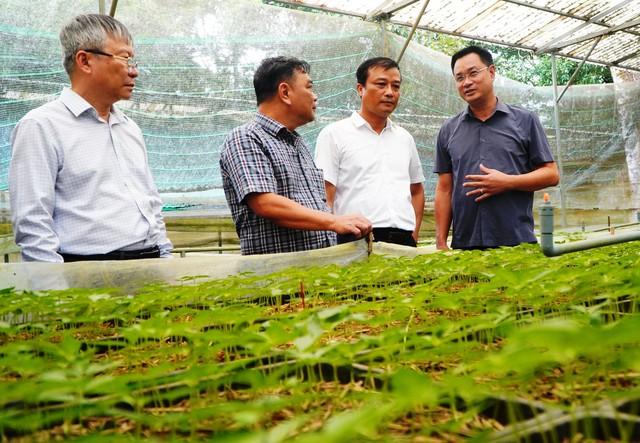 THACO bắt tay Đà Nẵng phát triển vùng sâm Ngọc Linh 8.000 ha- Ảnh 2.